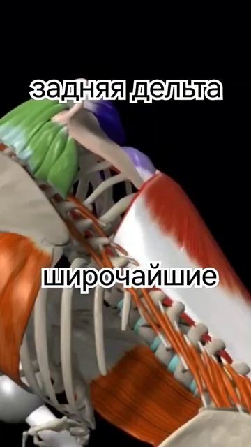 Анатомическая модель тяги с опорой на скамью #трениро? смотреть онлайн