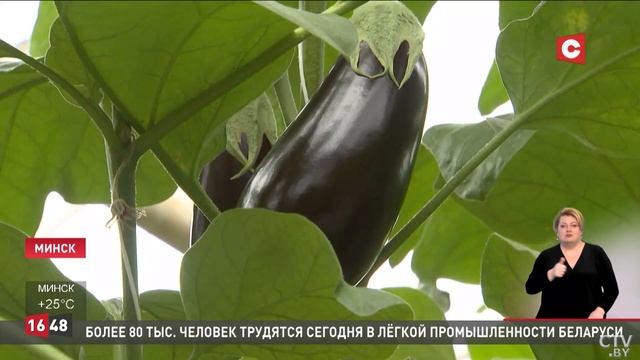 Такого вы не увидите нигде! Как минчане отмечают День ? смотреть онлайн