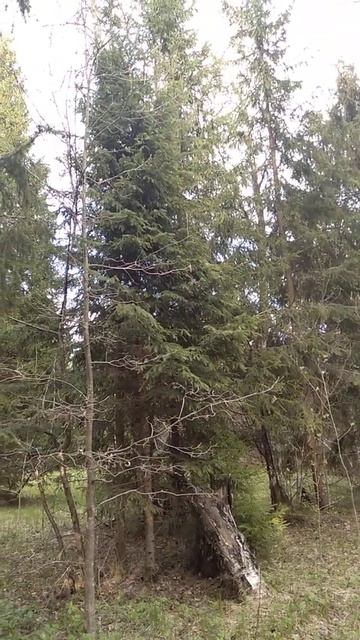 Русский лес#лес#русский смотреть онлайн