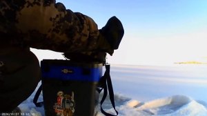 Язь 52 актив. Приобретаем и радуемся качеством.