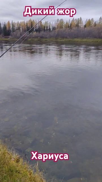 Дикий жор хариуса #рыбалка #хариус смотреть онлайн