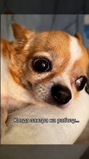 Смешные видео приколы , не хочу на работу смотреть онлайн