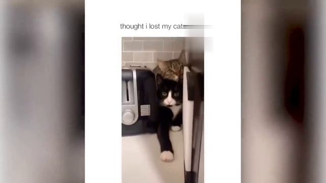 КотЭ 10 смотреть онлайн