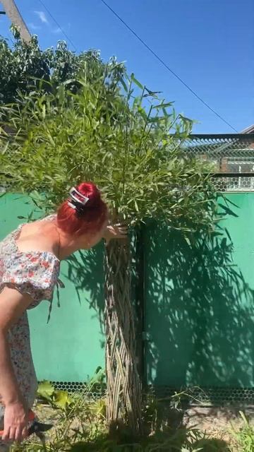 В садовом дизайне сада живые конструкции из ивы очень смотреть онлайн