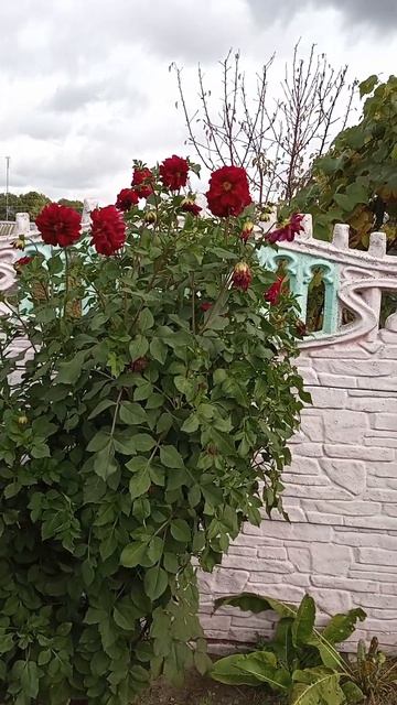 Георгины всё цветут. смотреть онлайн