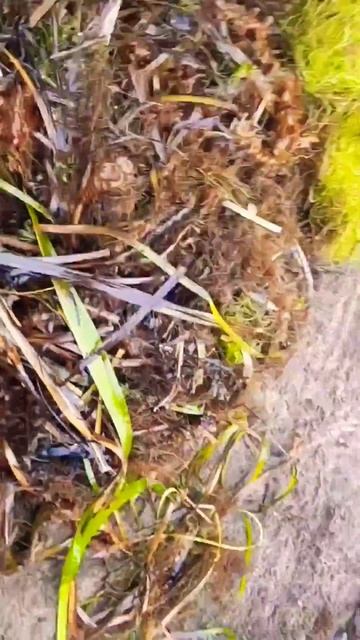 #сахалин #россия #рыбалка #шортс #топ #shorts #reels #russia