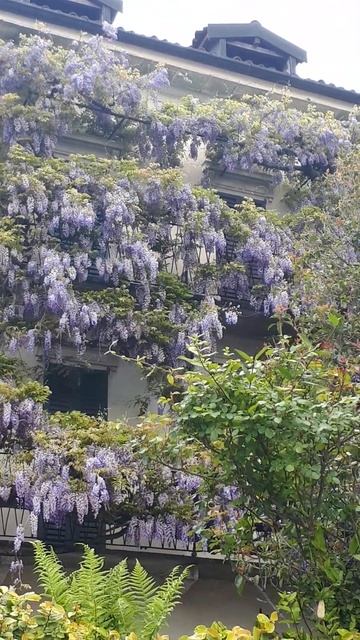 100 летняя глициния "синий дождь" смотреть онлайн