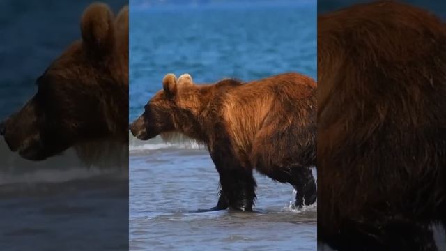 Шок! Медведь раскопал сокровища прямо перед рыбаками!
