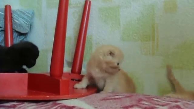 Шотландские вислоухие котята ровный черный и красный цвет смотреть онлайн