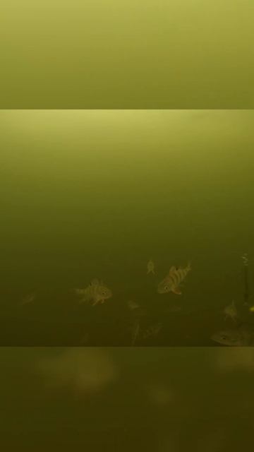 Как ИСПУГАТЬ ВСЮ РЫБУ БЛЕСНОЙ!!? Зимняя рыбалка 2024! Взг? смотреть онлайн