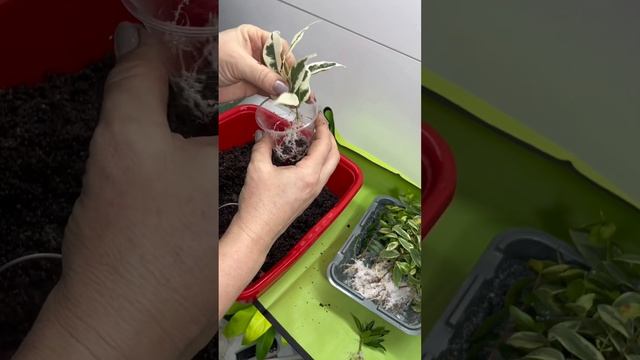 Размножение мирта Часть2 смотреть онлайн