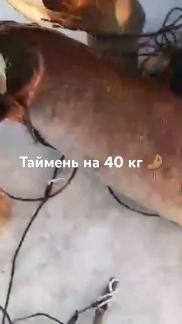 #таймень #edhunter14 #wildlife #nature #саха #охота #якутия #рыбалка #