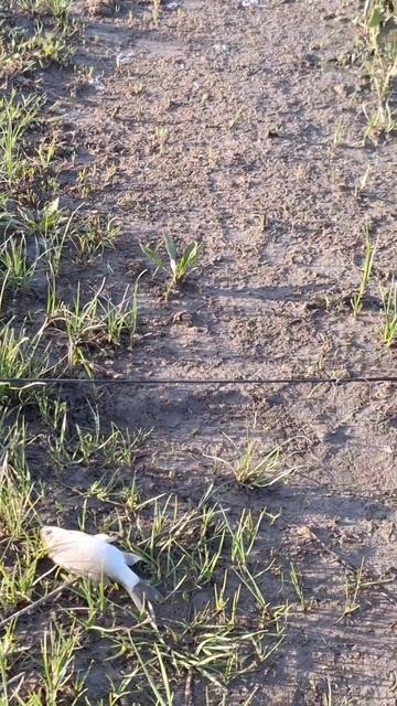 Одно удовольствие на тонкую снасть #рыбалканаозере #р? смотреть онлайн