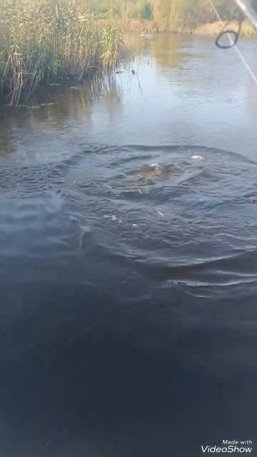 Октябрь месяц щука 3кг930гр