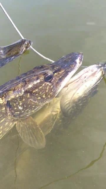 Три трофея на кукане. #щука #кукан #рыбалка смотреть онлайн