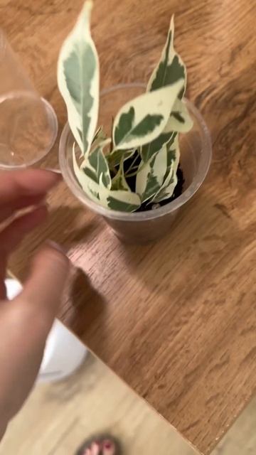Корни за 2 недели у бенджамина 🌱 #фикус #фикусбенджами смотреть онлайн