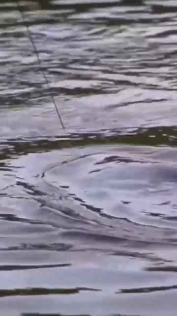 Поклёвка карпа на сигнализатор!!!#shorts#shorts