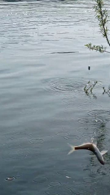 Ловля уклейки и ельцов! Рыбалка #shorts смотреть онлайн