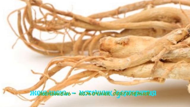 Женьшень. Корень женьшеня. Целебный отвар , настой и на