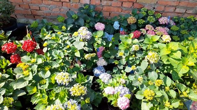 Цветут коллекционные крупнолистные гортензии! смотреть онлайн