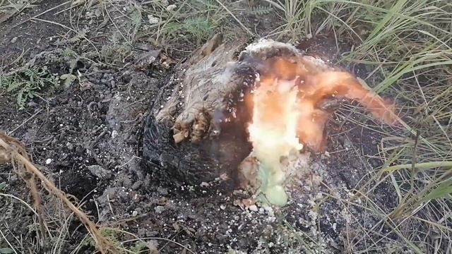 Как убрать пень без корчевания. Удаление пней с участка. Селитра для удаления пней. смотреть онлайн