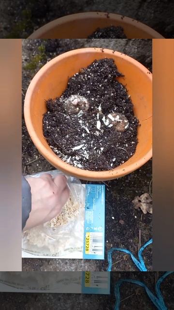 посадка бегонии для начинающих смотреть онлайн