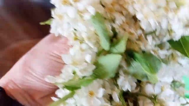 Делаю гидролат из черемухи!