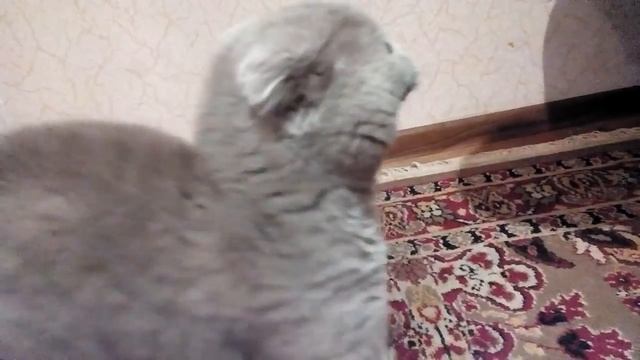 Смешные Коты | Галя смотреть онлайн