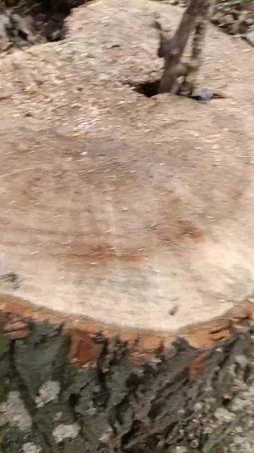 Жалко красоту такую смотреть онлайн