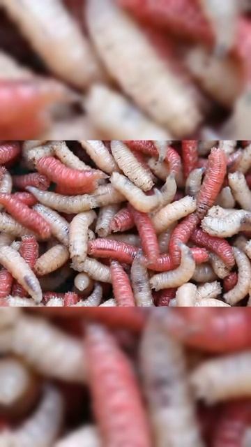 На какие наживки хорошо клюет карась. #shorts #short #рыбалка