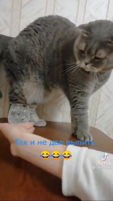 Крутой котик Мать недает выпить. смотреть онлайн