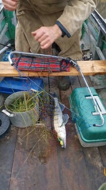 Дед и судак #shorts #рыбалка #fishing #судак смотреть онлайн