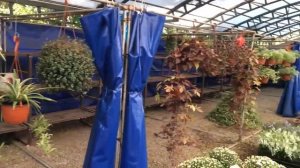 Цветочный рынок в Краснодаре на Атарбекова 20.09.2020