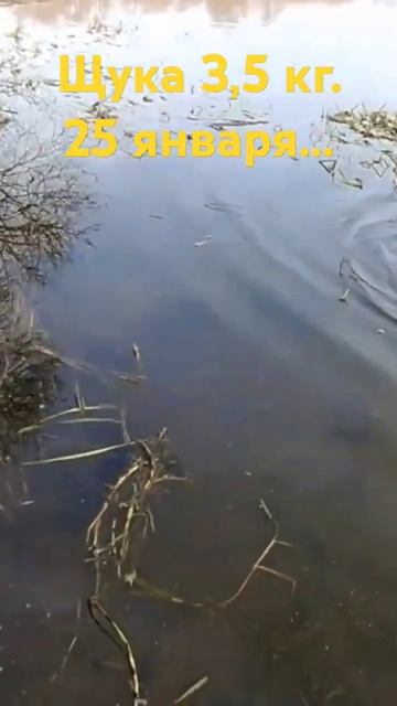 Березина...Поклёвка 25 января. смотреть онлайн