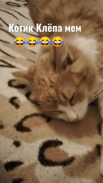 котик Клёпа мем 😂😂 😍😍😍😍😍😍😍😍😍😍😂😂😂😂😂😂😂😉😉😉😉😉😉смешные котики Клёпа🥰🐱## смотреть онлайн