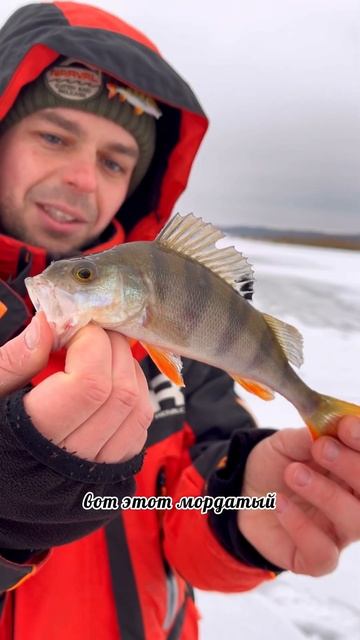 Бешеный окунь по первому льду #рыбалка # окунь