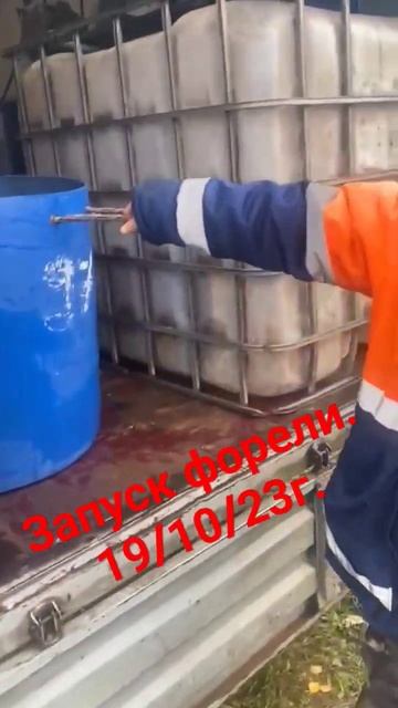 запуск форели , 19/10/23г . Платник «Серебряная Чаша» #форе смотреть онлайн