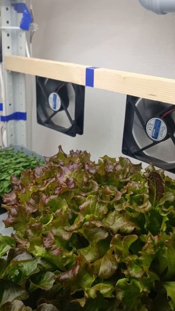 Знаете где купить лучшие семена для микрозелени и бей? смотреть онлайн