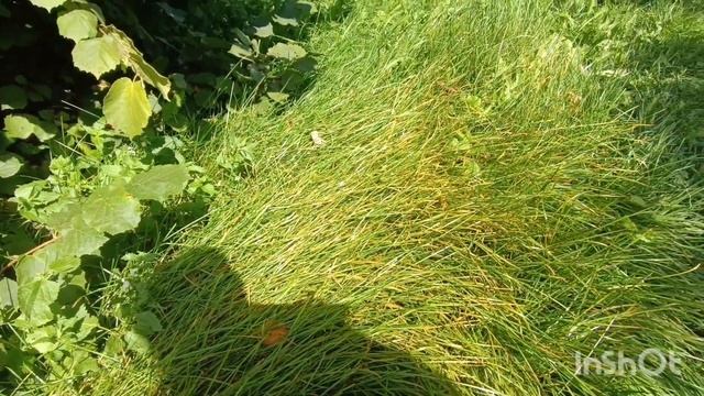 Целый день на огороде,13.08.24 смотреть онлайн