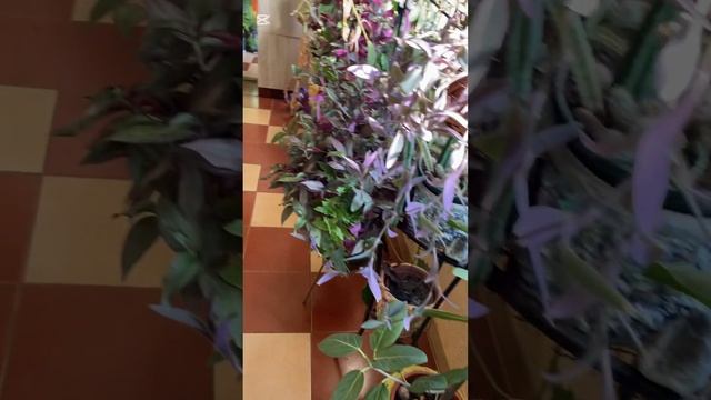 Красавчик хлорофитум! Что он любит!? смотреть онлайн