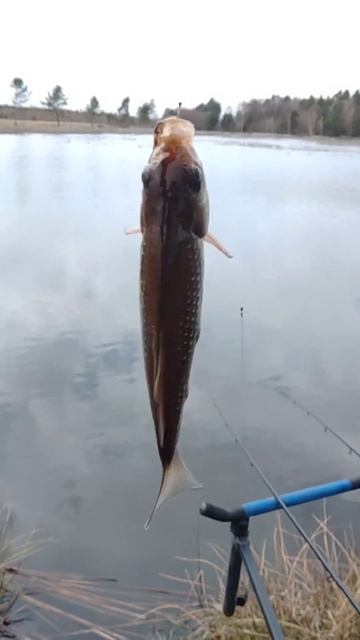 ПЕРШИЙ КАРАСЬ 2025 на ФІДЕР🎣#КомандаА #2025 #карась #весна смотреть онлайн