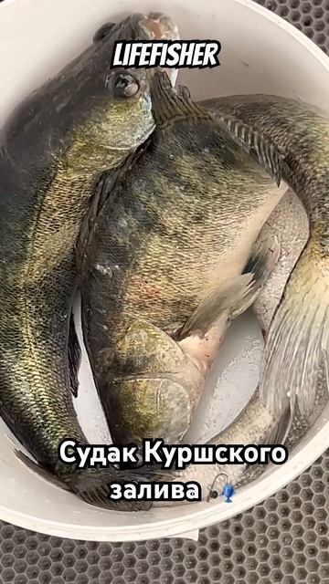 #lifefisher #судак #рыбалка #zander #fishing #судакнаджиг #ловлясуд? смотреть онлайн