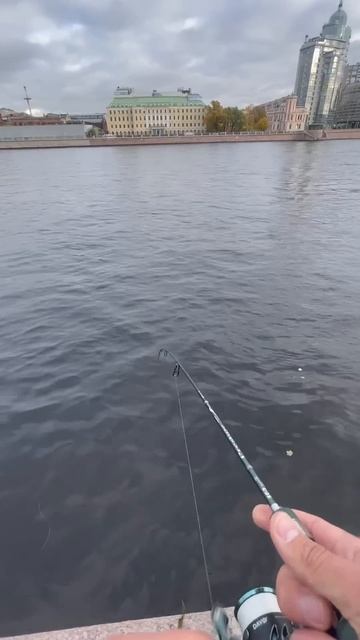 Мормышинг на Неве #fishing #мормышинг #окунь #perch #ультрала? смотреть онлайн