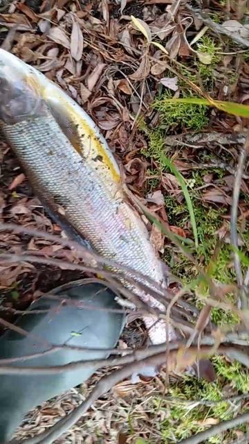 рыбалка хариус смотреть онлайн