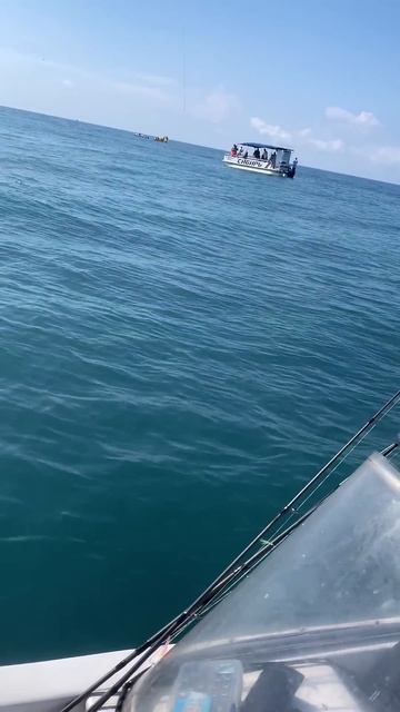 Юркая рыба. Рыбалка в Сочи. #fishing #сочиморе #fish #рыболовн смотреть онлайн