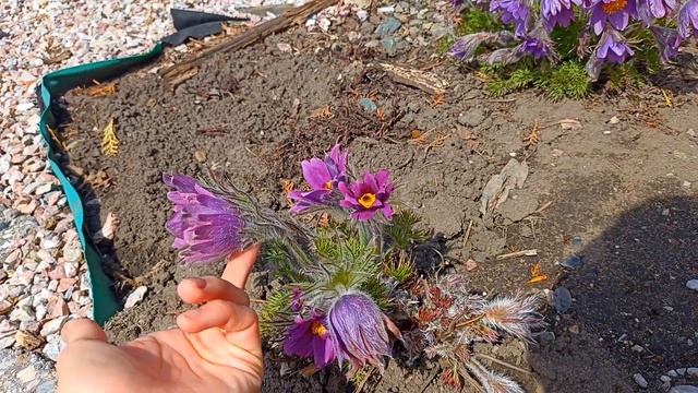 🌼 Подснежники {прострелы, сон трава}. смотреть онлайн