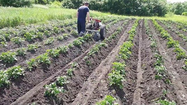 Второе окучивание картофеля мотоблоком смотреть онлайн