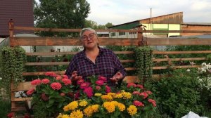 Как выращивать циннии в горшках, чтобы росли пышными и