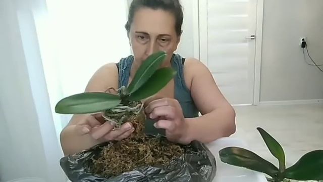 Орхидеи из Азии. Потрошение, обработка и пересадка в н? смотреть онлайн