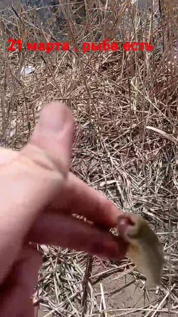 рыба есть 21.03.25 разведка , первый улов